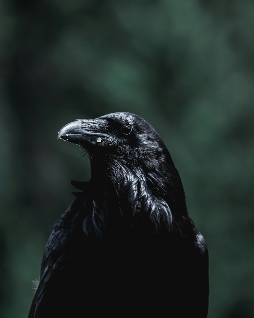 crow