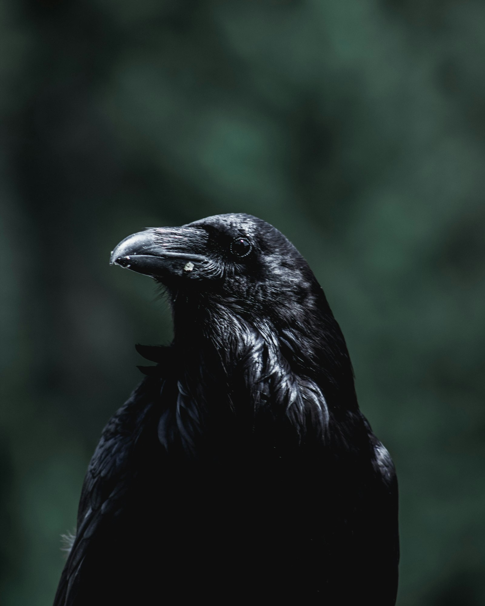Canon EF 75-300mm f/4-5.6 sample photo. Black crow facing sideways photography