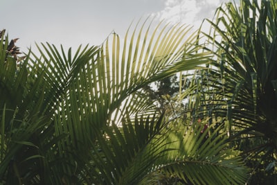 green palm plant vanuatu teams background