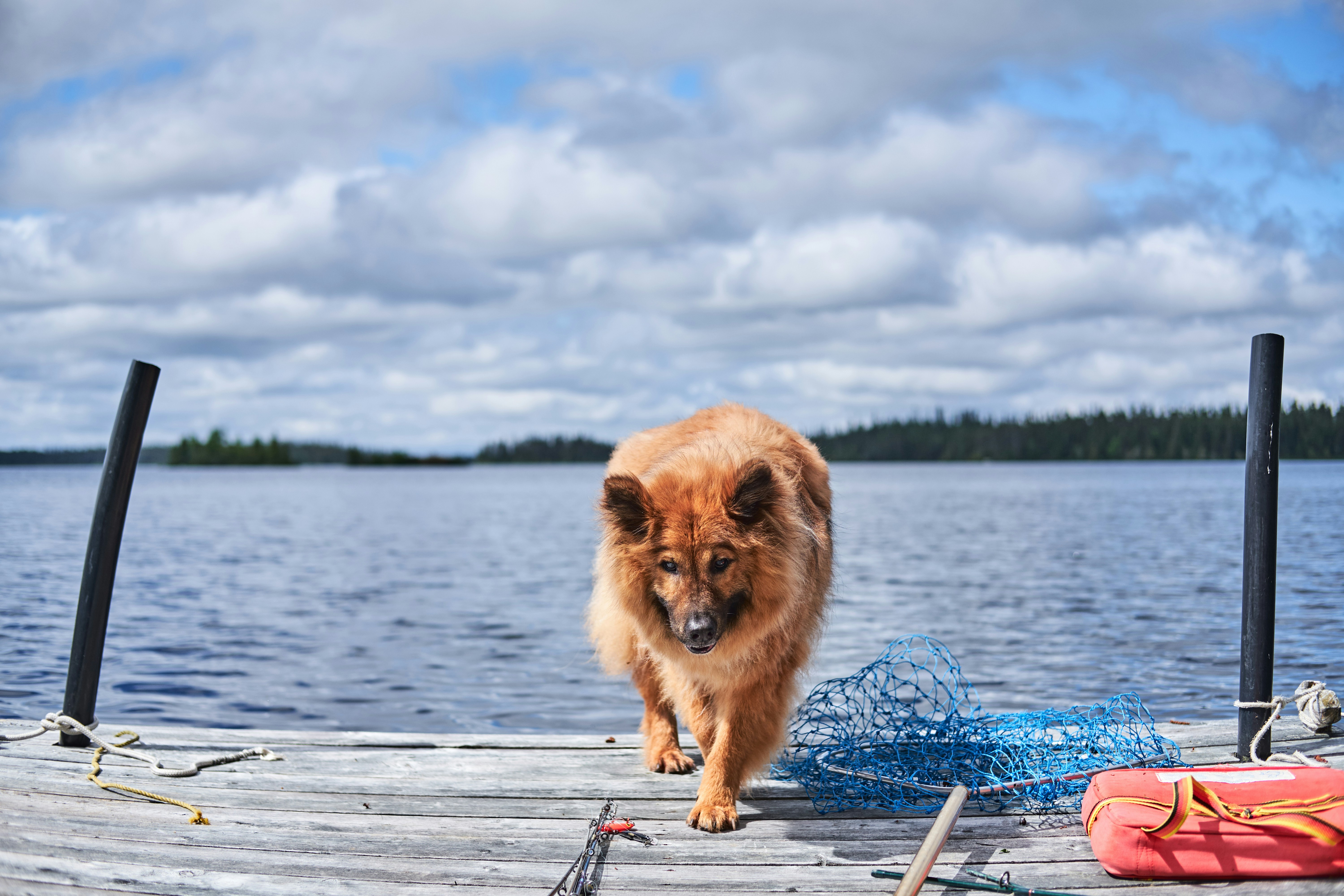 Brown longcoat dog at a dock photo Free Dog Image on Unsplash