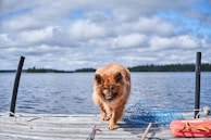 A fluffy, brown dog stands on a wooden dock by a calm lake under a partly cloudy sky. Visible on the dock are a tangled blue fishing net, a red life jacket, and ropes. In the background, a line of trees borders the horizon.