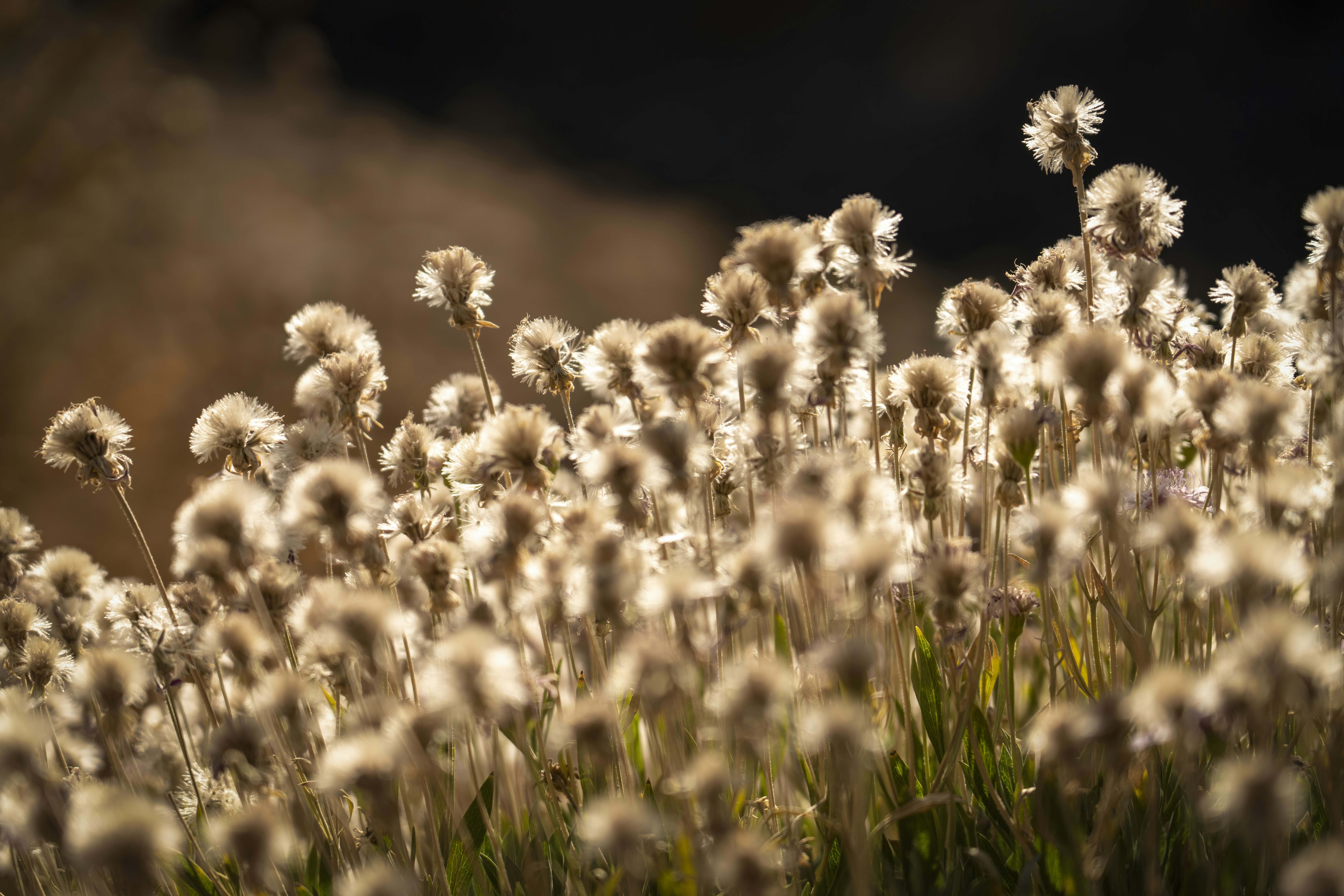 Photo by christianbuehner