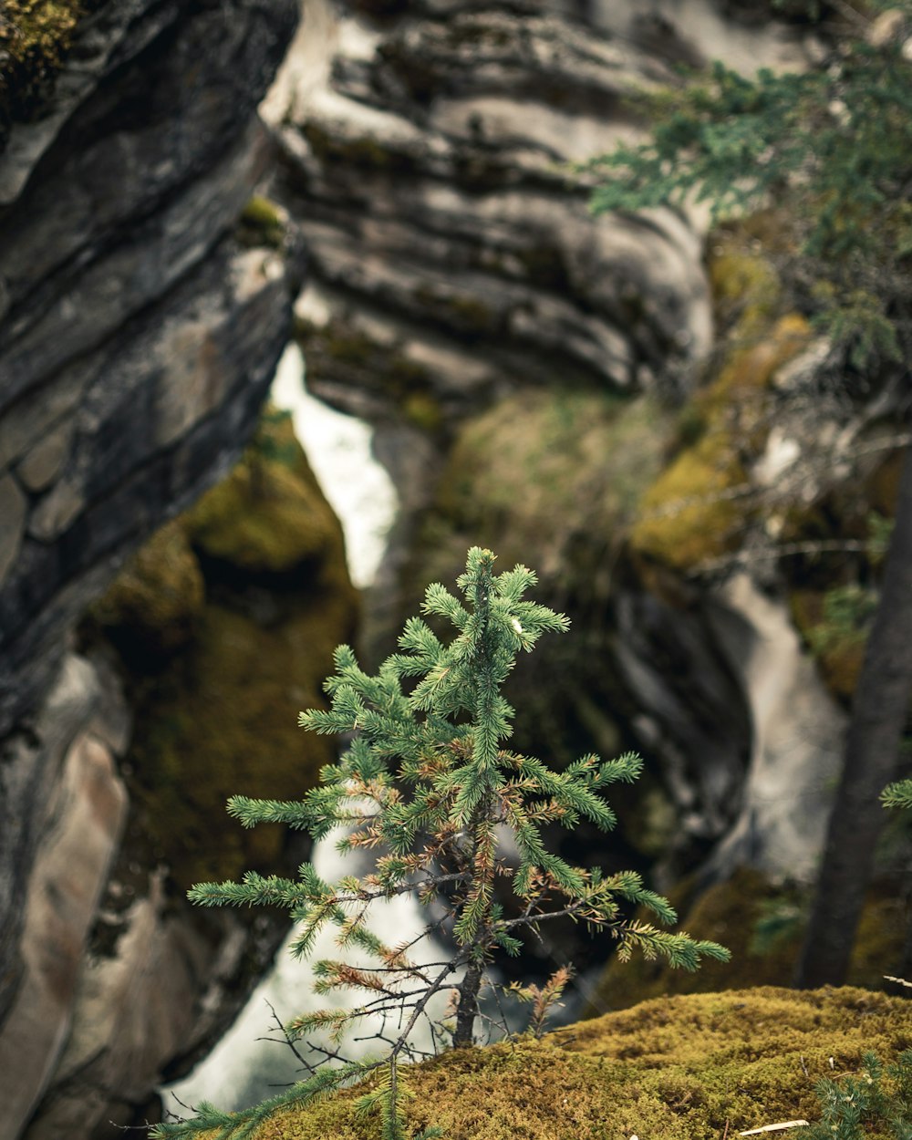 focus photography of green leafed plant