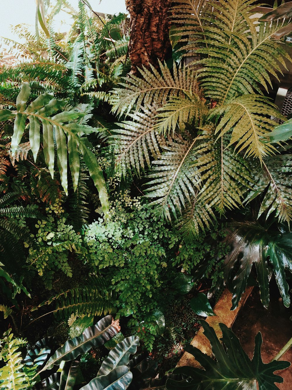 green plants