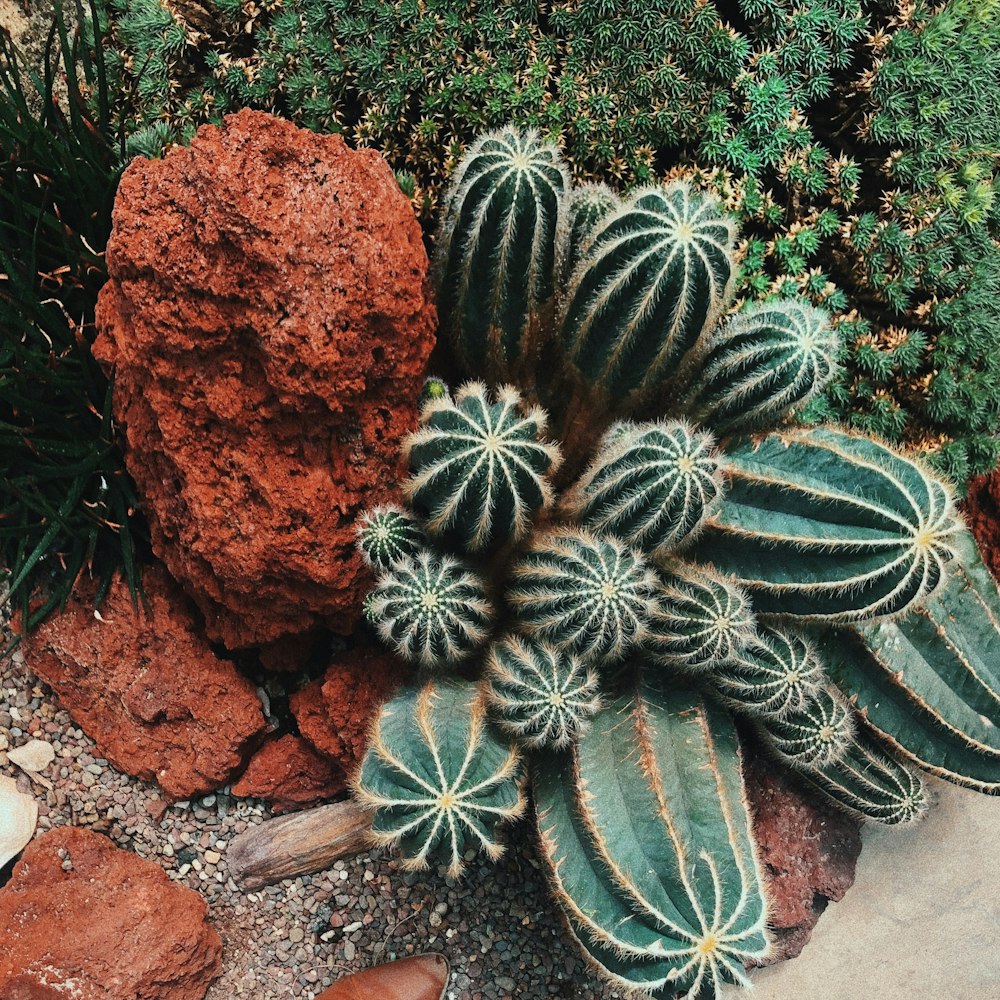 green cactus plants