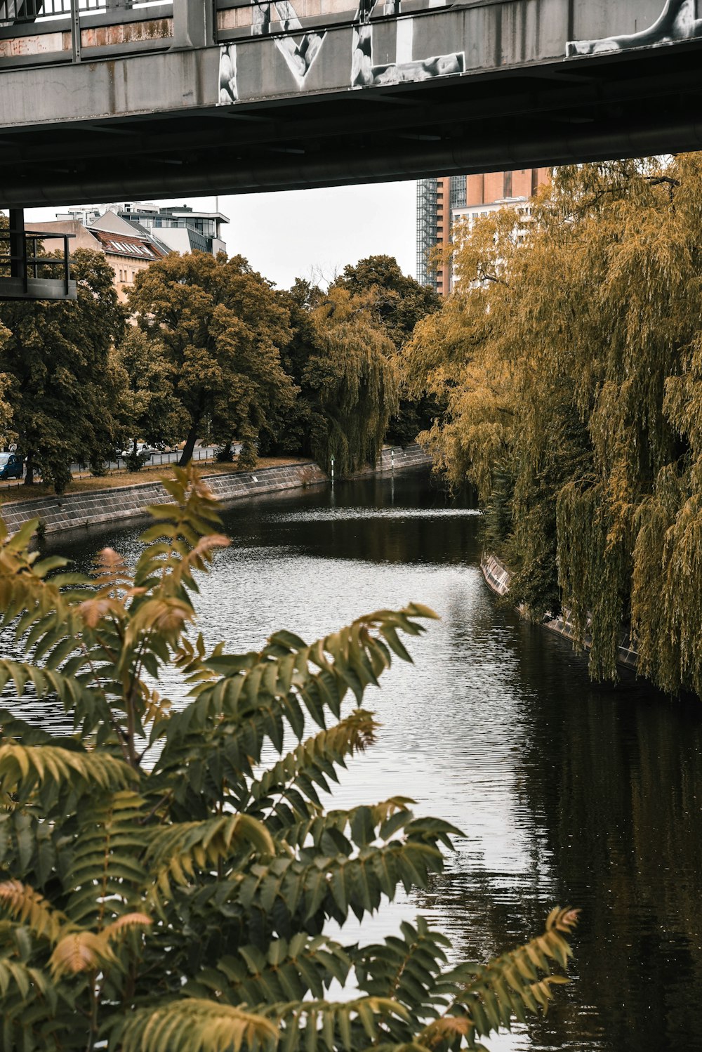 green-leafed trees