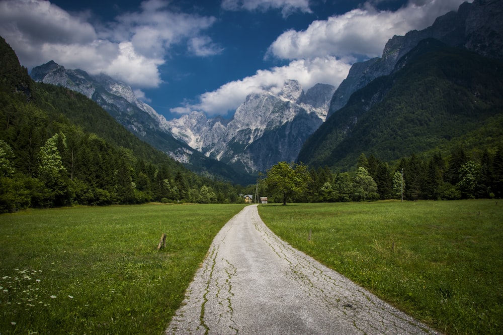 field of green trees