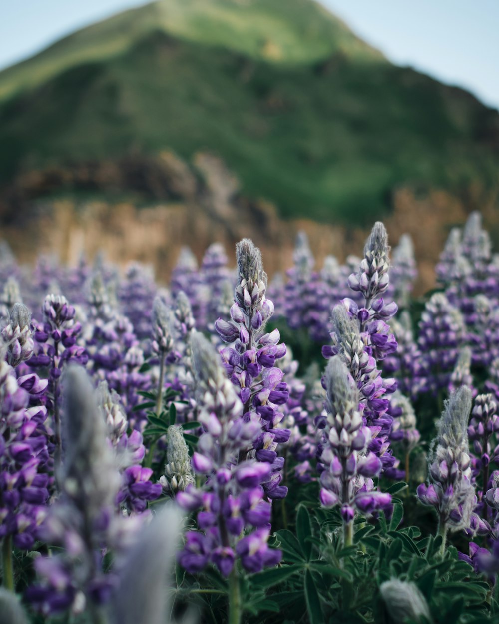 Fotografía de enfoque superficial Flores de lavanda