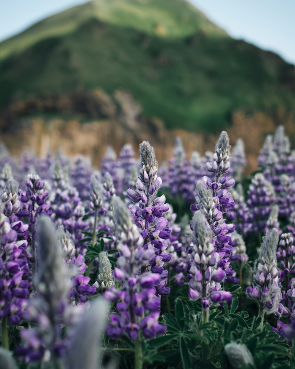 shallow focus photography lavender flowers