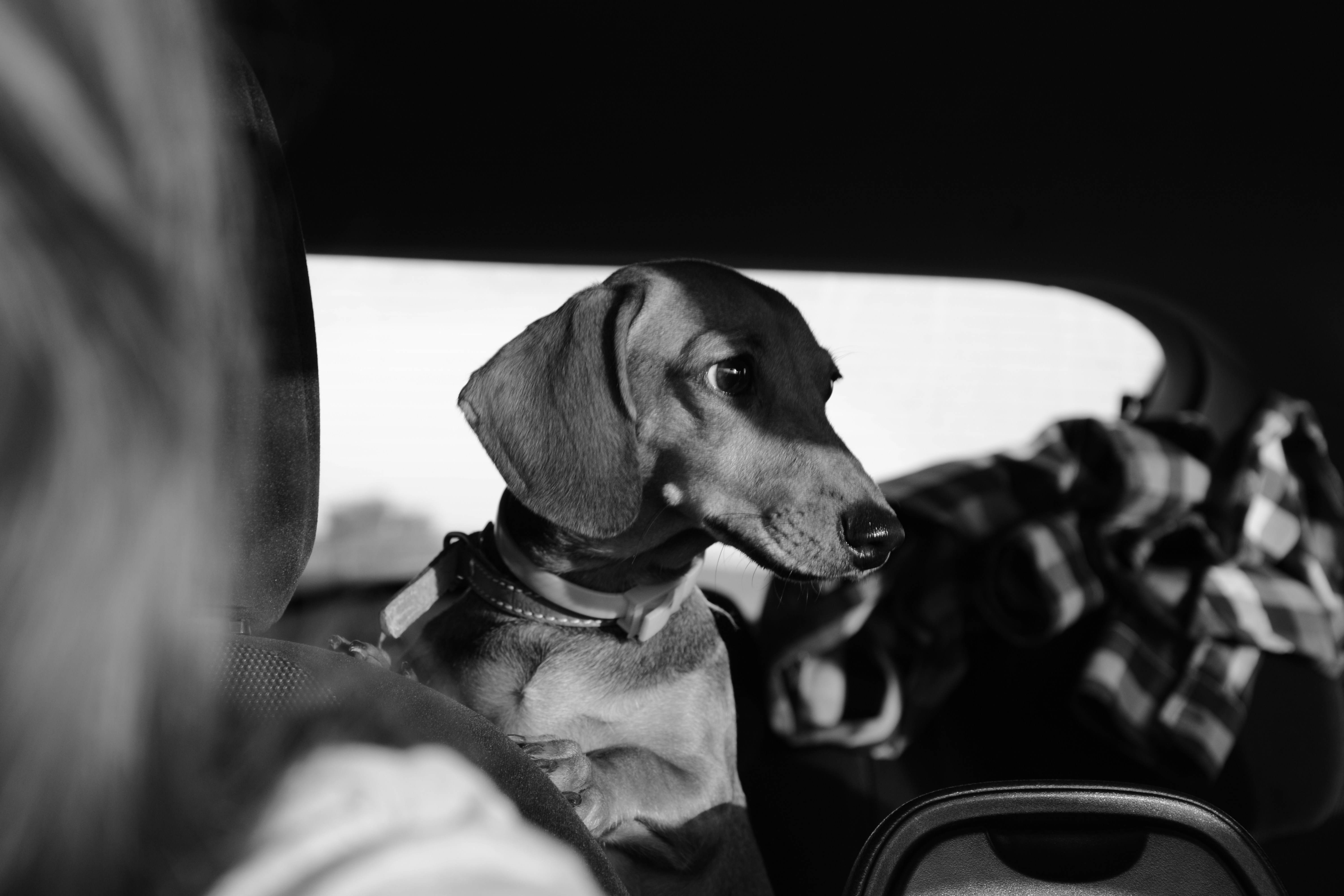 Grayscale photography of dog facing sideways photo Free Dog Image on