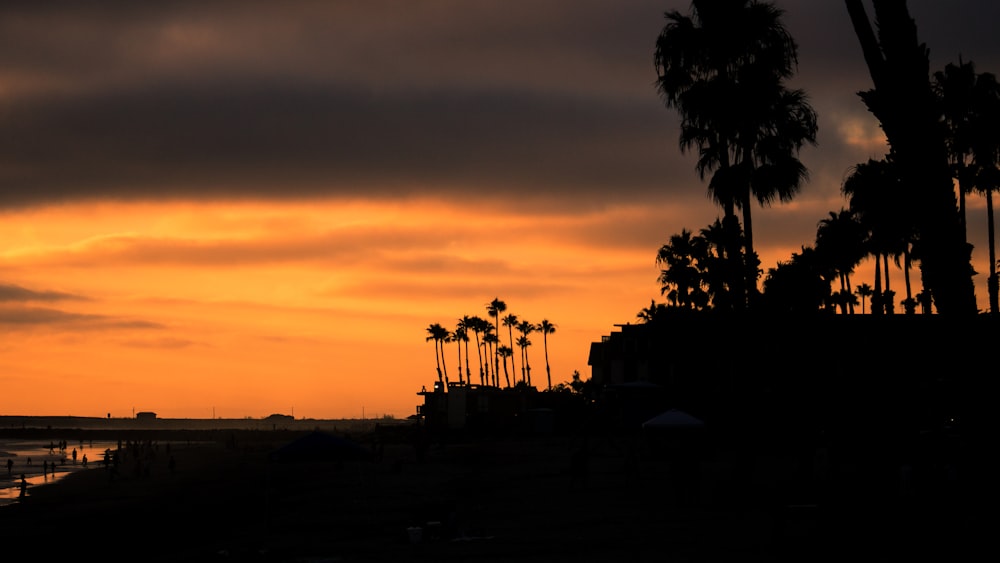 silhouette d’arbres