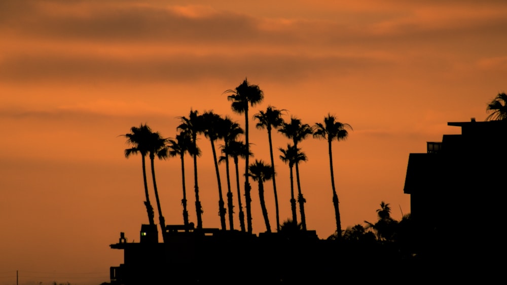 silhouette of coconut palm trees