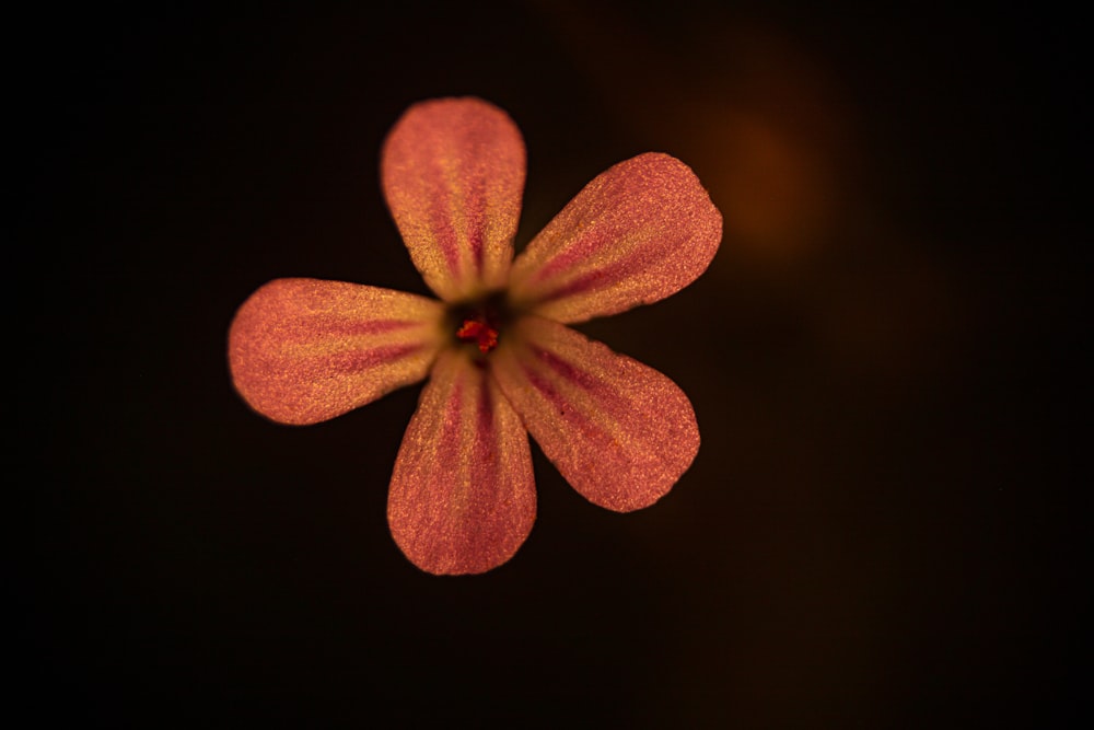 selective focus photo of pink petaled flower