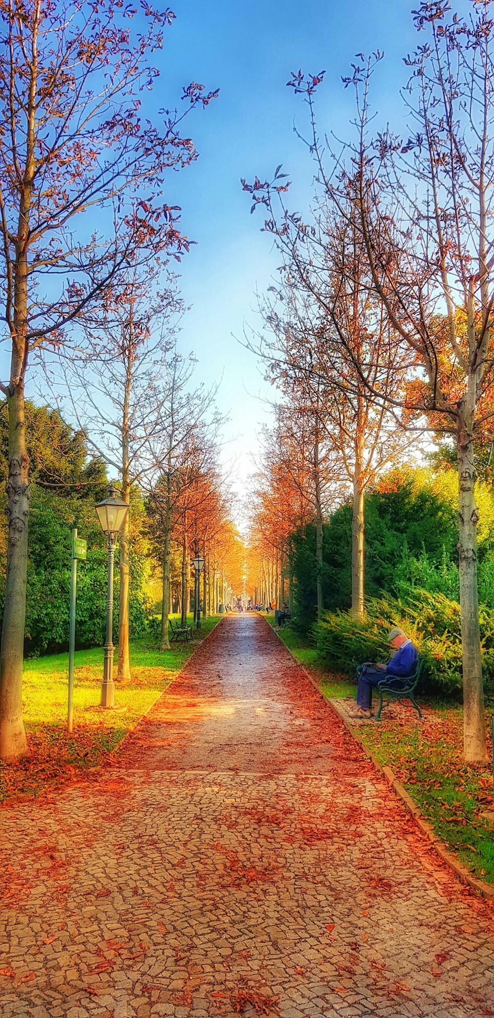 pathway between brown trees during daytime