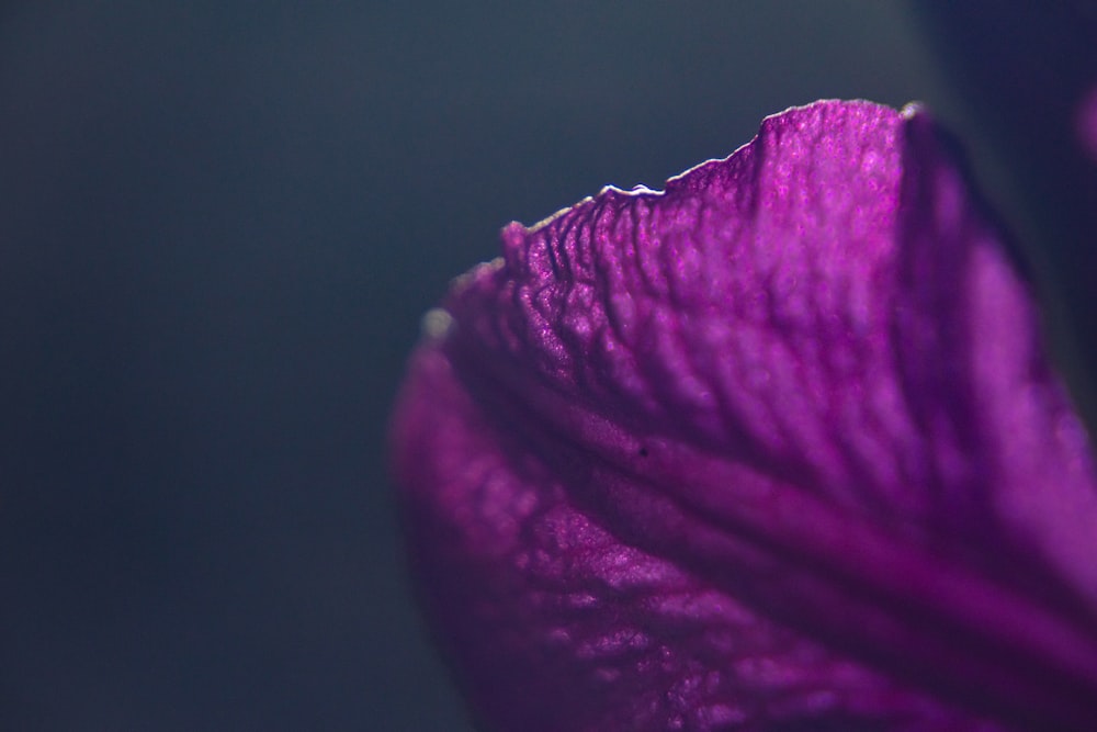 a close up of a purple flower on a dark background