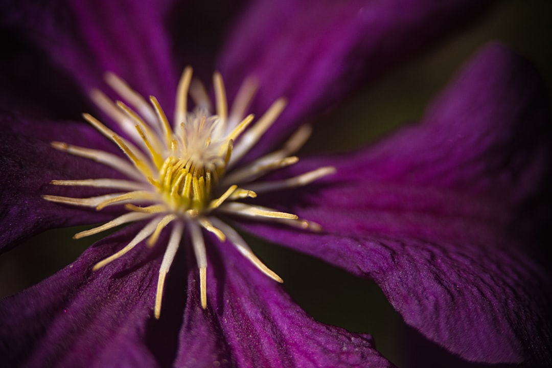 purple petaled flower close-up photography