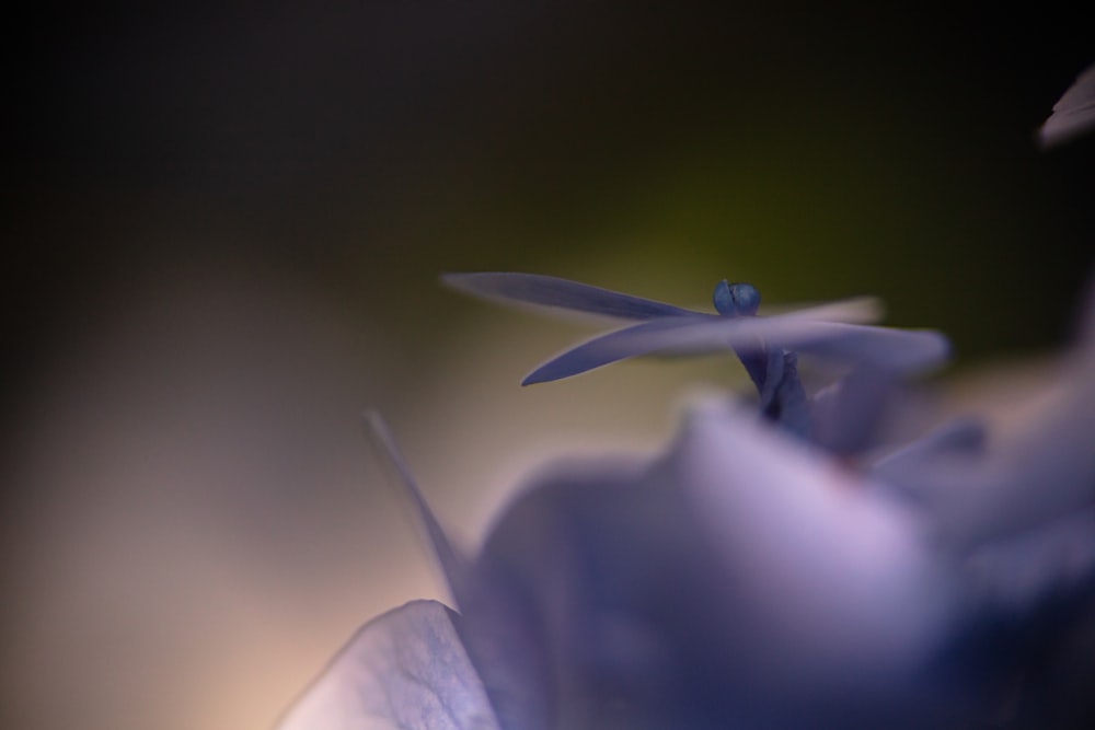 focus photography of blue petaled flower