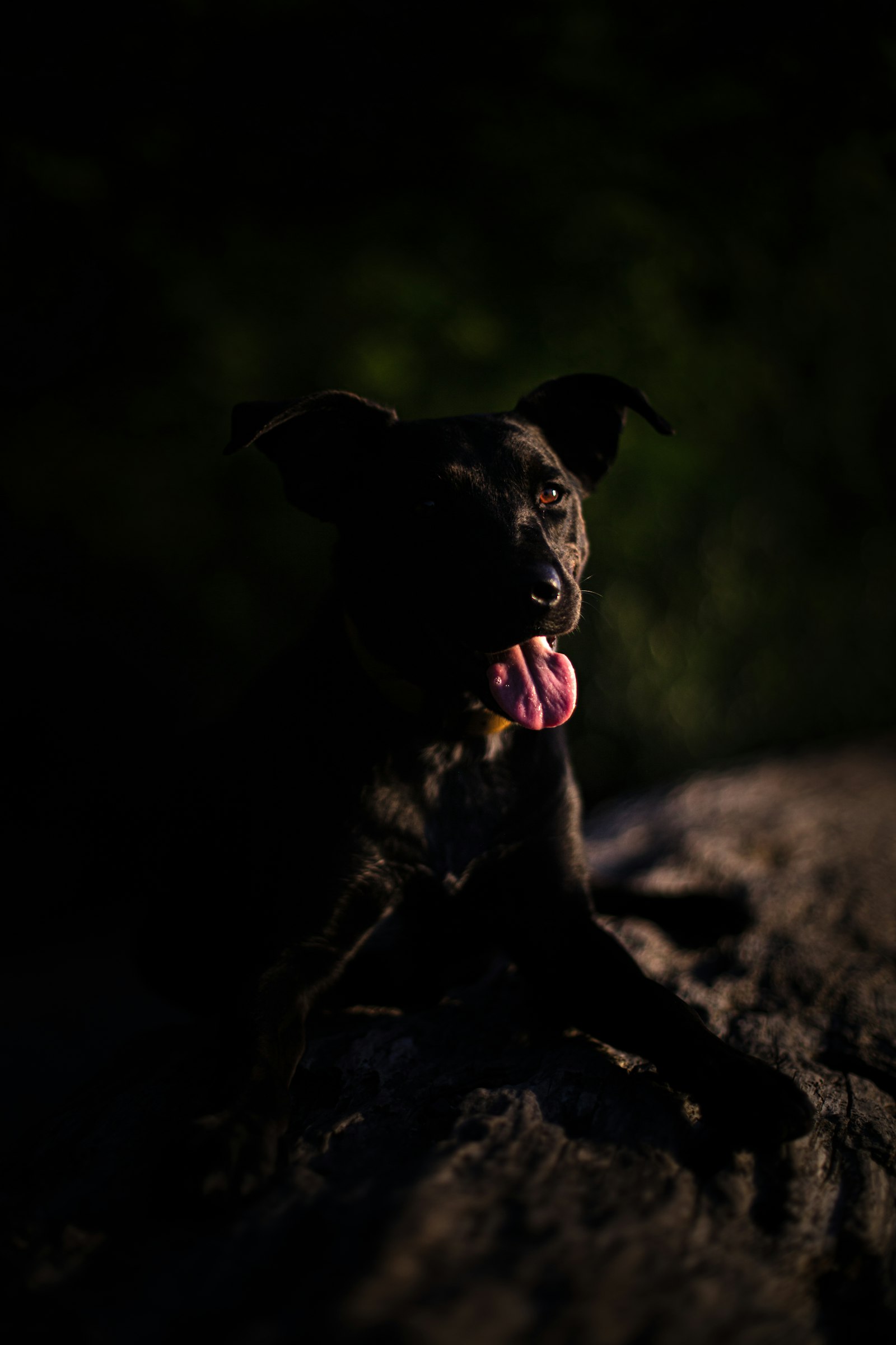 Canon EOS 5DS + Canon EF 50mm F1.4 USM sample photo. Black dog at night photography