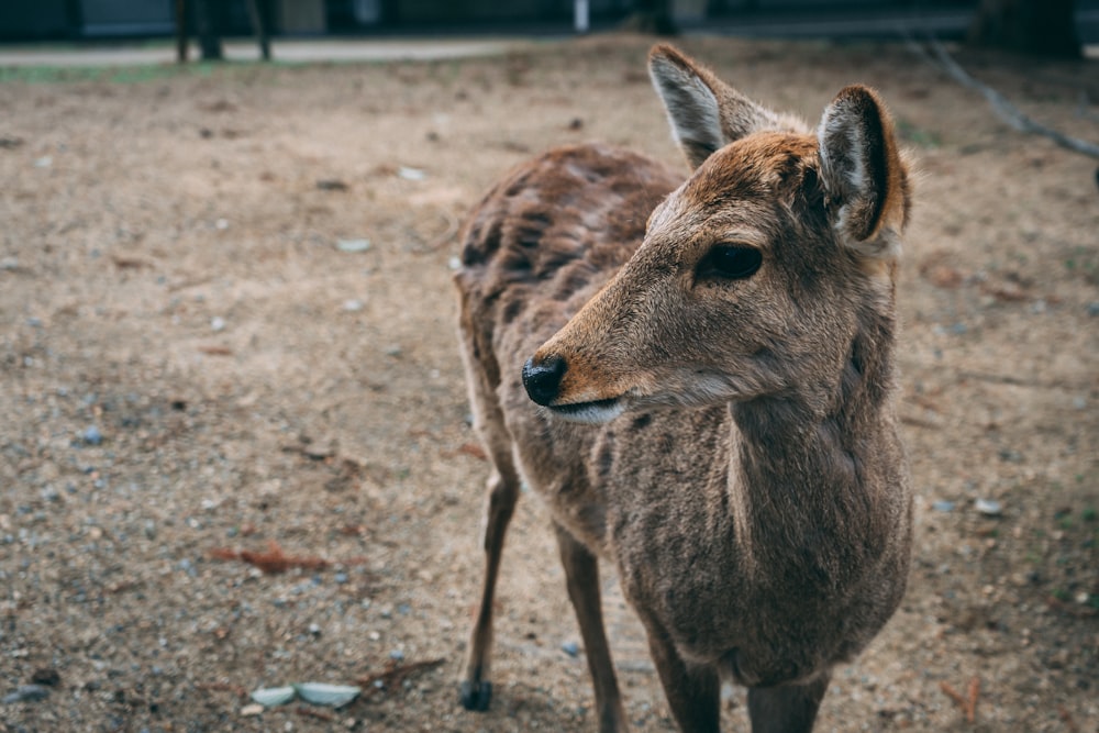 brown deer