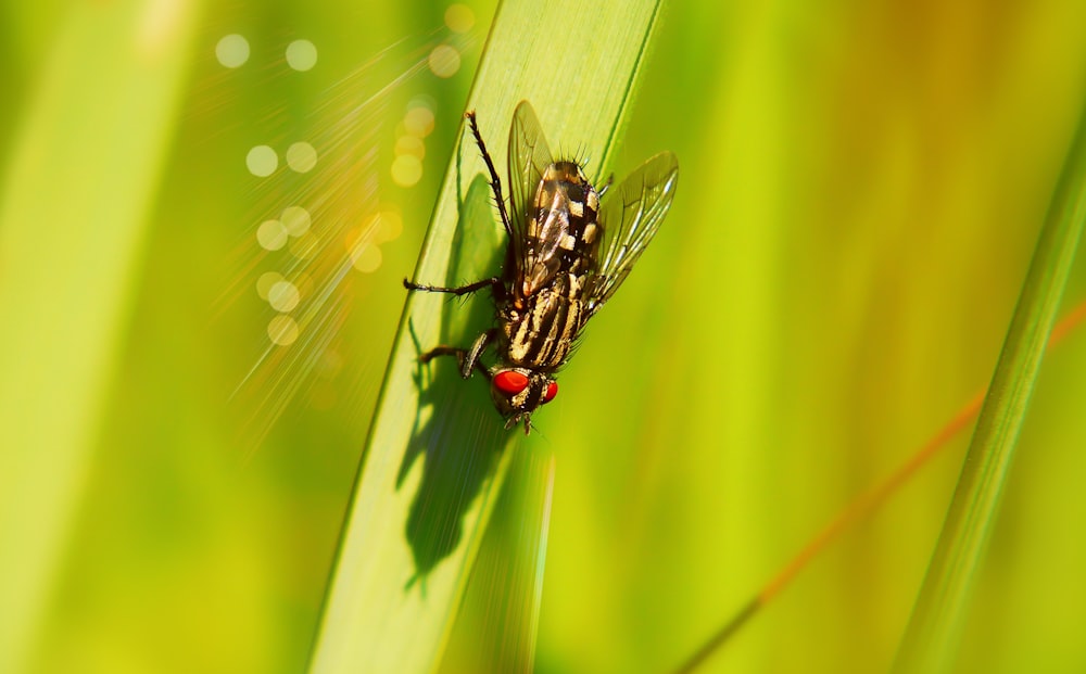 black housefly