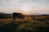 A gentle brown cow grazing peacefully in a lush green pasture at sunset.