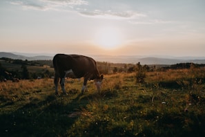 A gentle brown cow grazing peacefully in a lush green pasture at sunset.