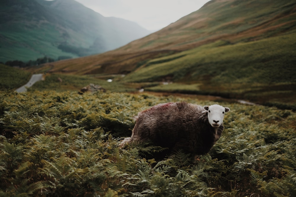 brown goat in a field near hill during daytime