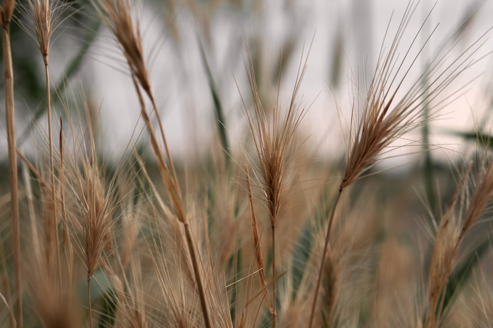 selective focus photography of brown grass