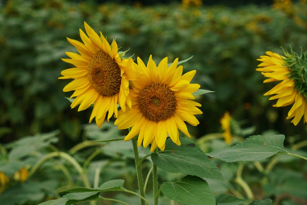 yellow sunflowers during daytime