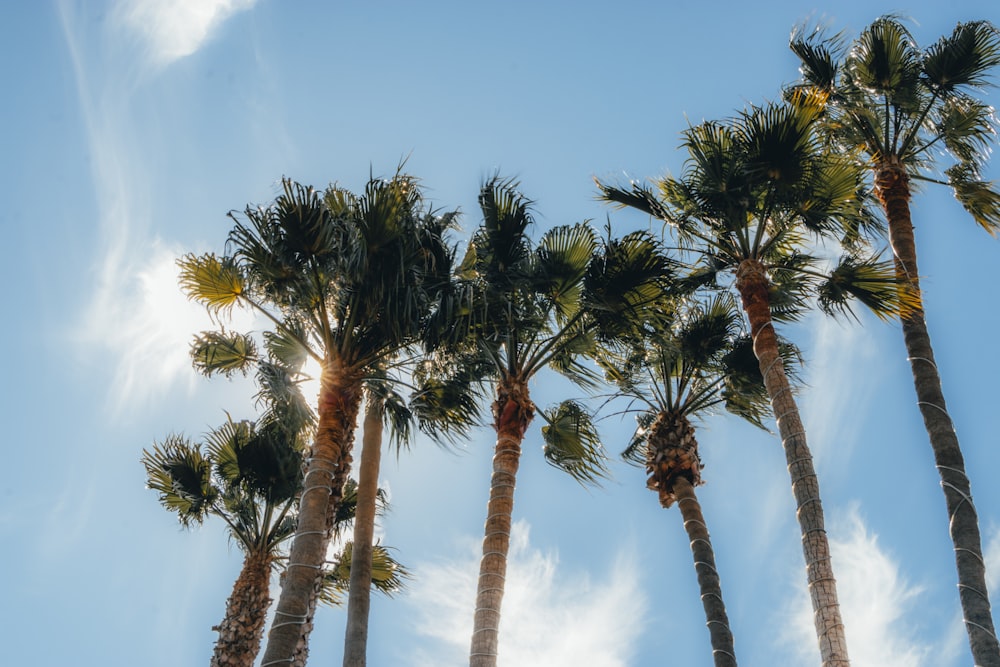 green coconut palm trees