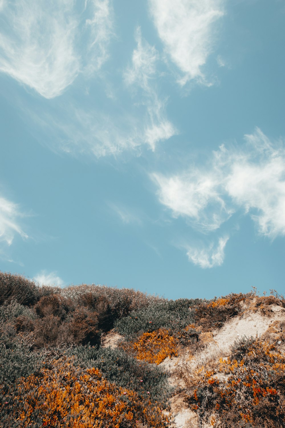 flowers and plants beside hill