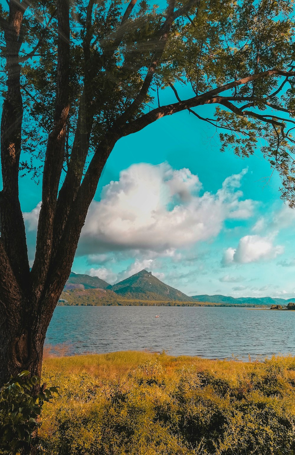 árbol al lado del cuerpo de agua