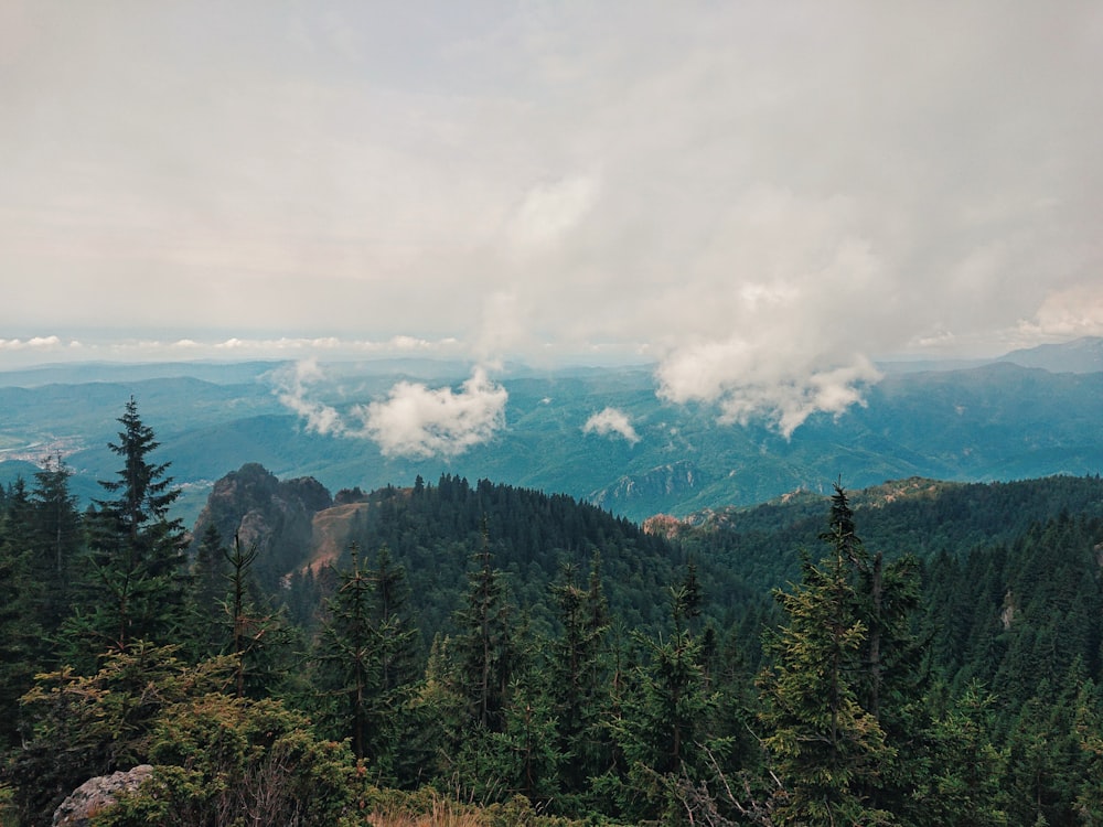 green pine trees scenery