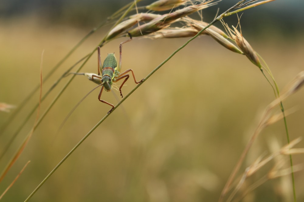 green grasshopper