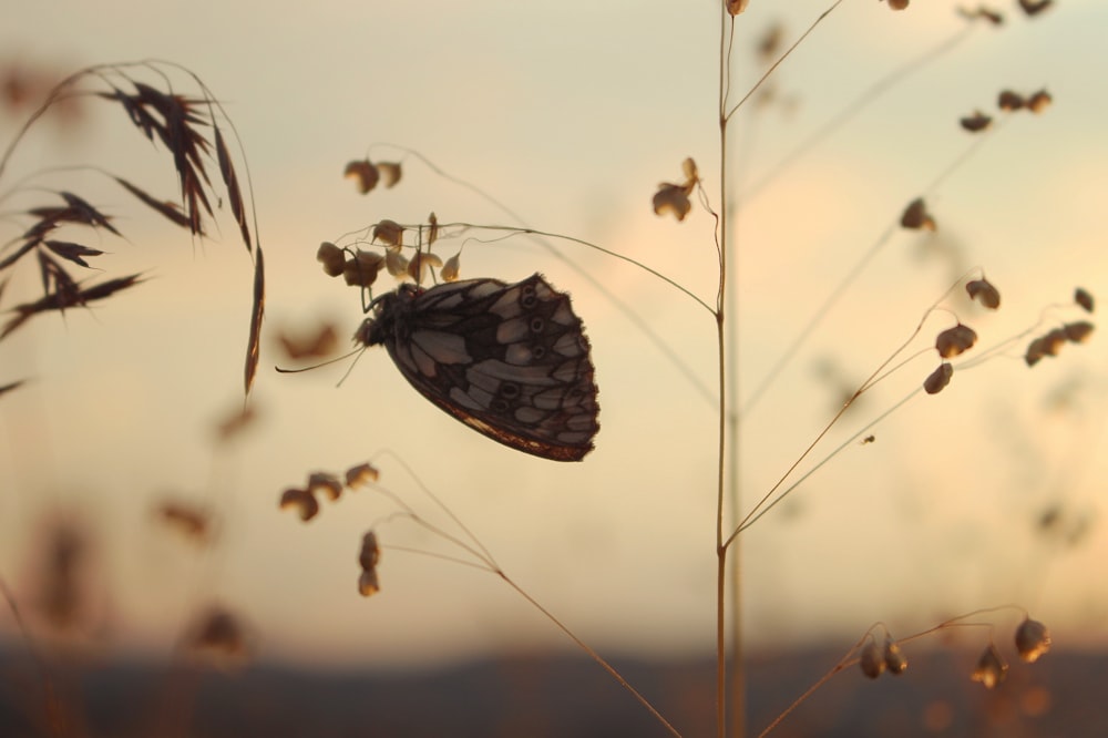 Brown and black butterfly on flower