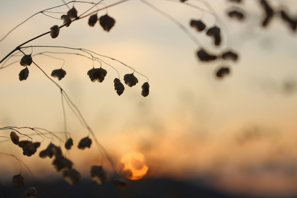 selective-focus photogrpah of plant