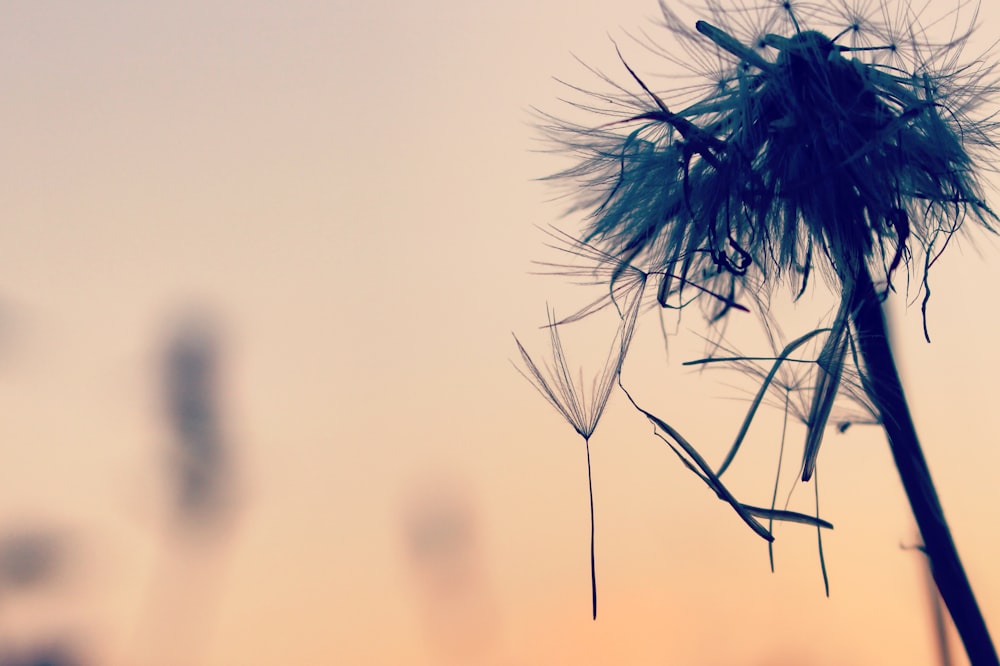 dandelion flower