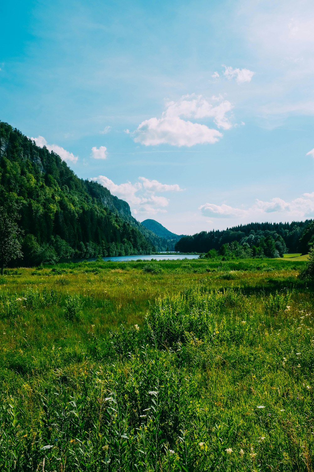 green grass field and mountain