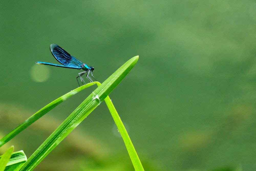 libellule bleue