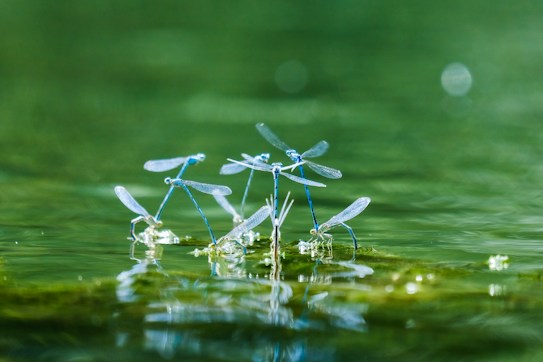 Delicate blue dragonflies perched on the surface of a calm green water body, with their translucent wings and slender bodies reflecting subtle light. They are gathered closely, creating an impression of harmony and natural beauty in a tranquil setting.