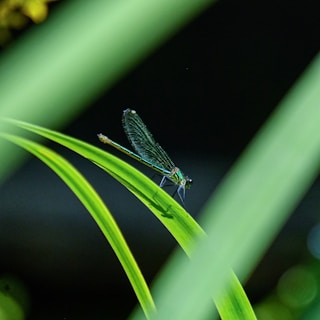 A close-up of a vibrant dragonfly perched on a green leaf with dew drops.