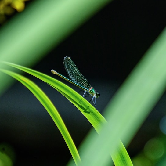 A close-up of a vibrant dragonfly perched on a green leaf with dew drops.