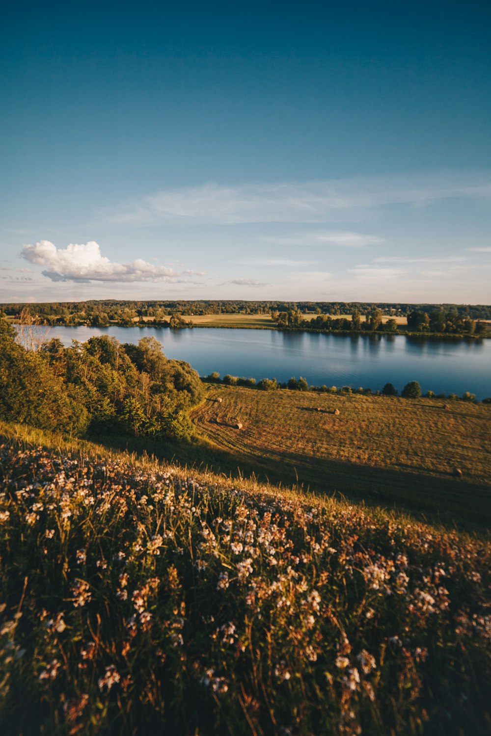 white petaled flower field near body of water