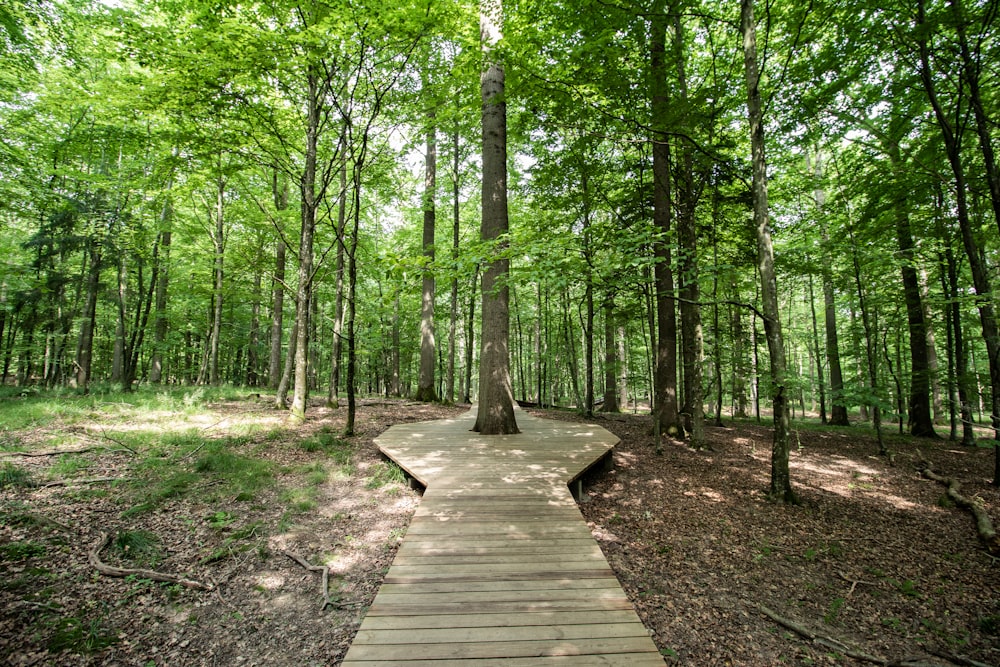 green-leafed trees