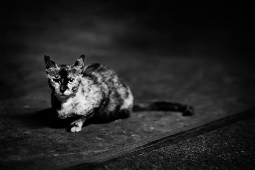 A black and white photograph of a cat sitting on a textured surface. The cat has a distinctive coat pattern and is looking directly at the camera with an intense gaze. The background is blurred, focusing attention on the cat, and the lighting highlights its features against the dark surroundings.