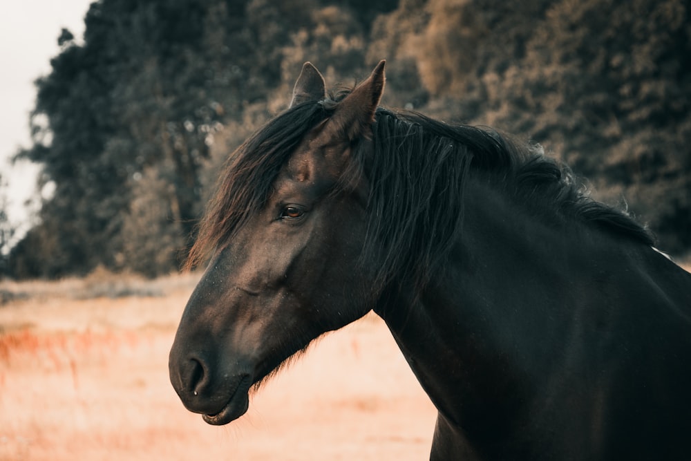 Black Horse In Darkness Stock Photo - Download Image Now - Horse