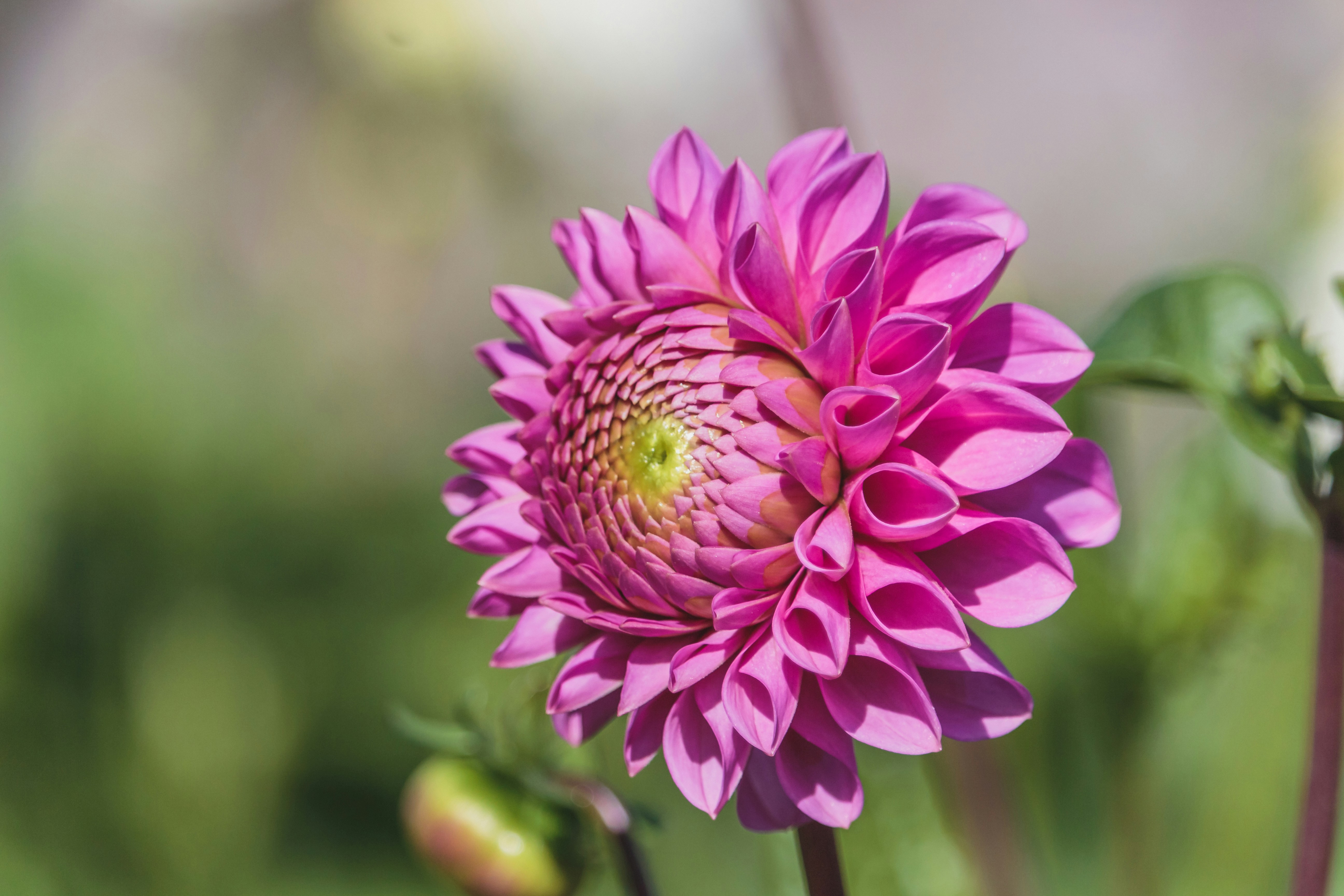 pink petaled flower