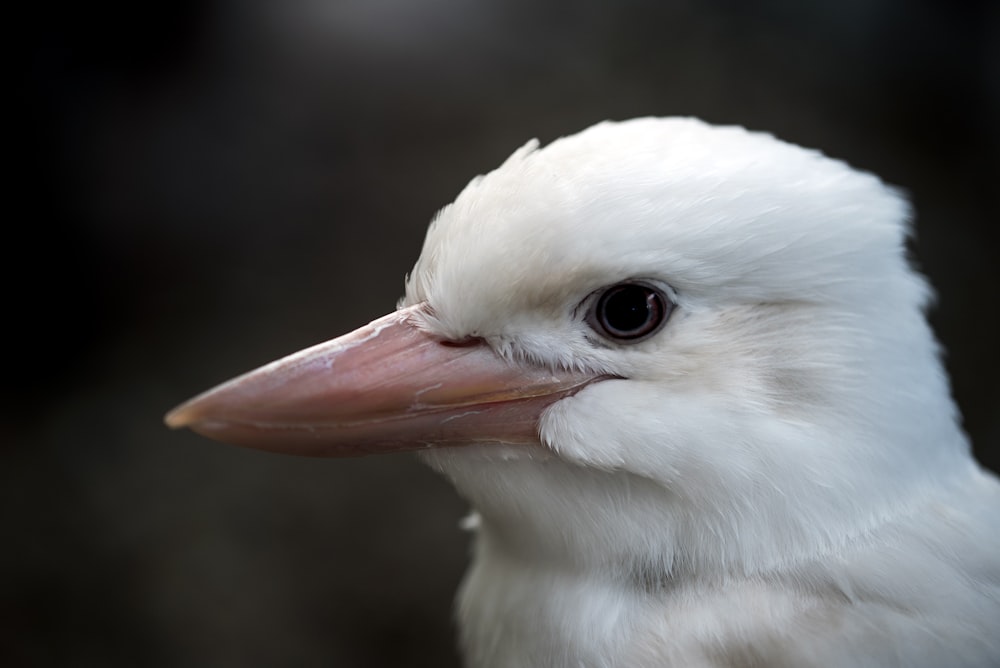 weißer Vogel