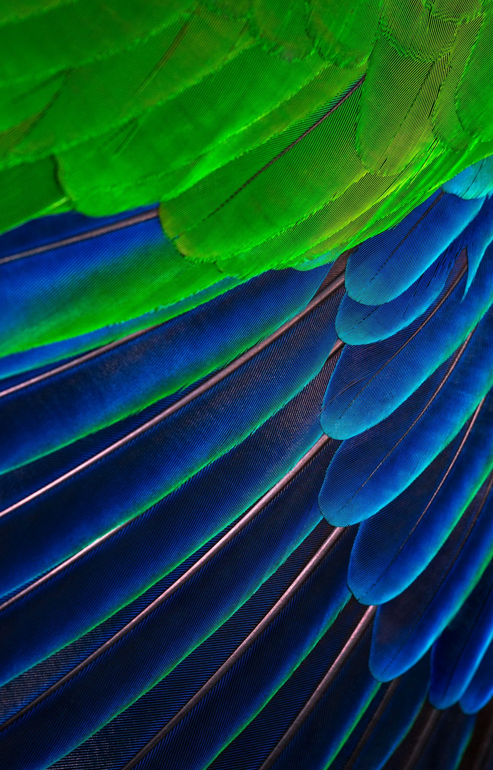 fotografía de primer plano de plumas verdes y azules