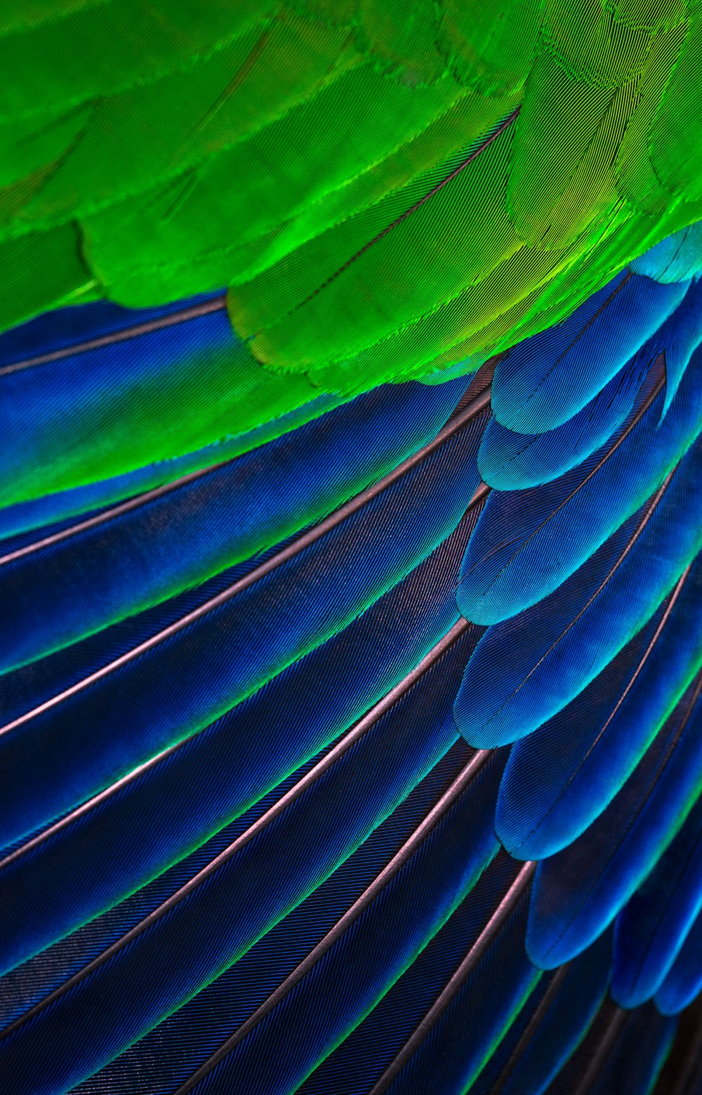 Bird Feather Pictures  Download Free Images on Unsplash